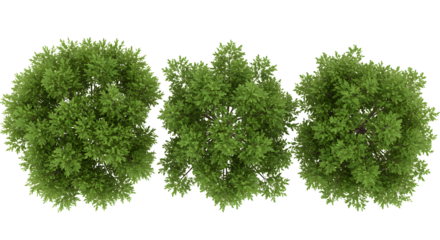 tree top view isolated on white background for landscape plan and architecture layout. elements for environment and garden