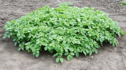 Vibrant Green Potato Plant Growing in Fertile Soil on Sunny Day