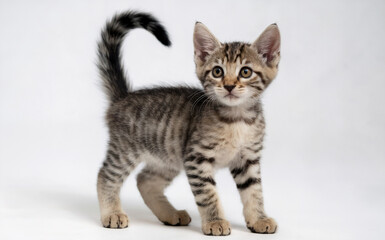 A young kitten with a striped pattern, standing on its four legs. The kitten has a raised tail, pointed ears, and a curious expression. 