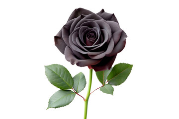 Black rose with leaves isolated on white background, clipping path included. A.I