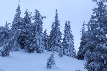 Snow-covered Christmas trees in the mountains with ski tracks