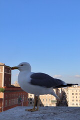 A close up focus of a seagull bird with scenic view from Victor Emmanuel II monument at the Venice square (Piazza Venezia) in Rome, Italy. 