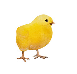 The yellow chicken. Watercolour. The Easter symbol. A bird farm. Agricultural industry.