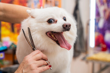 Close up of female hand holding special scissors in pet salon, grooming and cutting hair of cute...