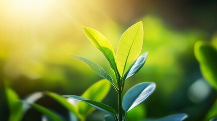 Obraz premium Bright Green Leaves in Natural Light