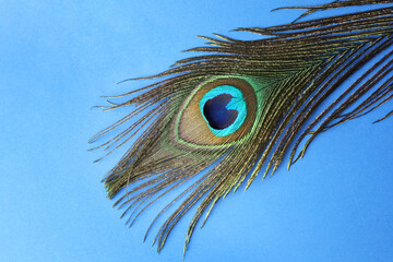 One beautiful peacock feather on blue background, top view