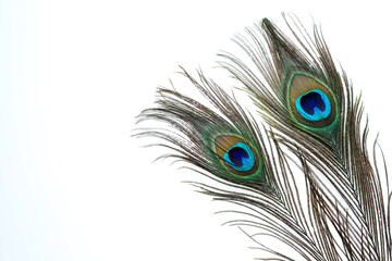 Obraz premium Two beautiful peacock feathers isolated on white