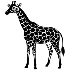 Giraffe Silhouette on White Background