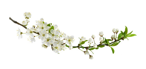 Fresh flowers and leaves of berry tree isolated on white or transparent background