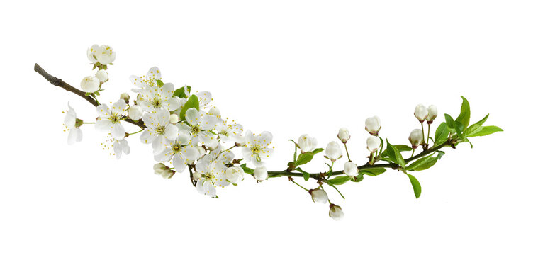 Fototapeta Fresh flowers and leaves of berry tree isolated on white or transparent background