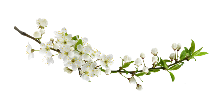 Fresh flowers and leaves of berry tree isolated on white or transparent background