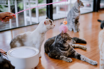 The two cats were staring intently at something.White cat and black cat.