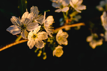Flowering apple trees in spring. A branch of a flowering apple tree. Spring flowering trees.