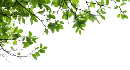 PNG Tree branches with green leaf on left border tree backgrounds outdoors.