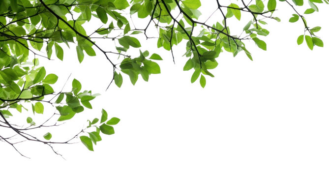PNG Tree branches with green leaf on left border tree backgrounds outdoors.