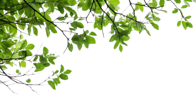 PNG Tree branches with green leaf on left border tree backgrounds outdoors.