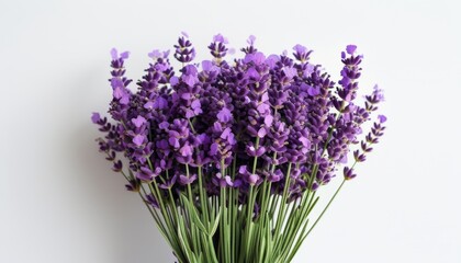 Naklejka premium Bunch of Fresh Lavender Flowers with Soft Background in Topaz Color Scheme