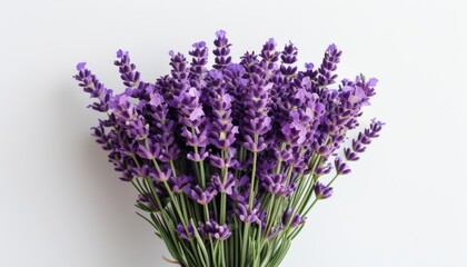 Obraz premium Bunch of Fresh Lavender with Purple Flowers on Light Background Ideal for Upscale Decor