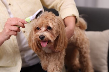 Woman brushing cute Maltipoo dog at home, closeup
