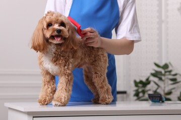 Woman brushing cute Maltipoo dog indoors, closeup