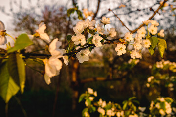 Flowering apple trees in spring. A branch of a flowering apple tree. Spring flowering trees.