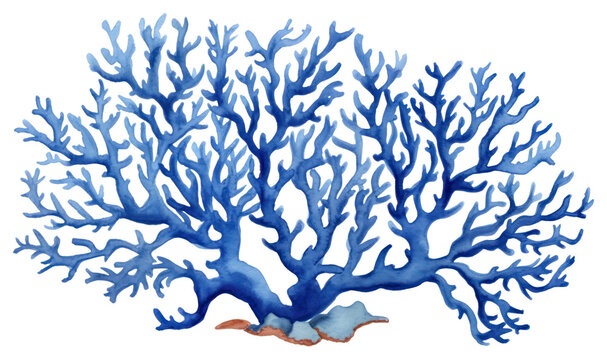 PNG Pretty blue corals nature sketch water.