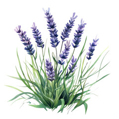 Naklejka premium PNG Small bouquet of lavenders in grass illustration watercolor flowers.