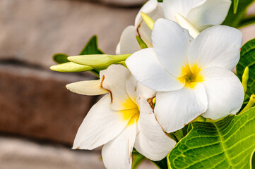 Fototapeta premium Front view, close distance of, Plumeria flowers, in full bloom and buds