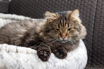 A cat is comfortably laying in a soft cat bed positioned on a couch