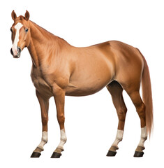 Obraz premium PNG Mammal animal horse herbivorous.