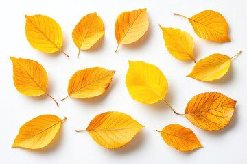 Obraz premium Autumn leaves on white background, vibrant colors, and varying sizes, creating a festive and seasonal atmosphere.
