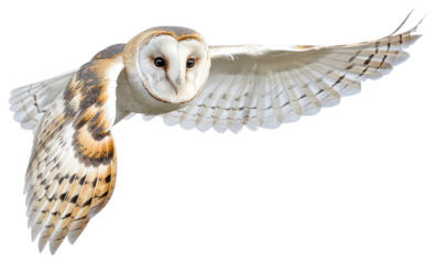 PNG Barn owl flying background white bird.