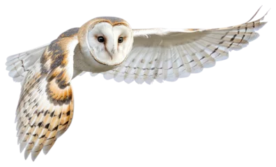 Fototapete Rund PNG Barn owl flying background white bird. © Rawpixel.com