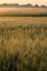 Wheat field covered in fog in the morning light.