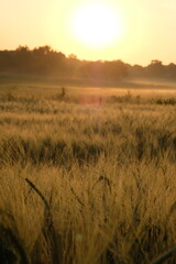 Wheat field illuminated by the morning sun.