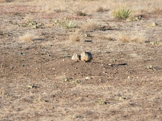 Two prairie dogs coming out of their den, Colorado