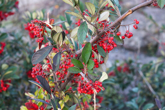 rose hips 