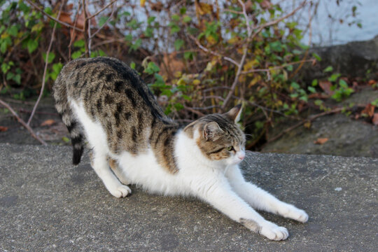 cat on the ground