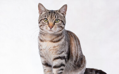 A tabby cat with a mix of gray and brown stripes. The cat is sitting upright, with its tail curled around its body. 