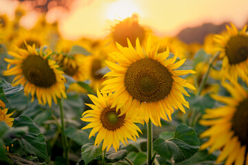 Fototapeta premium Sunlight coming from west direction during sunset in which fully bloomed sunflower in the agricultural crop field.
