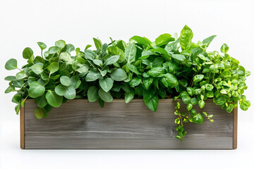 Fototapeta premium Rustic Wooden Planter Box with Lush Green Plants on White Background Perfect for Home Gardening and Modern Indoor Decor