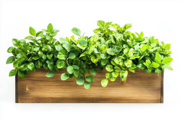 Fototapeta premium Rustic Wooden Planter Box with Lush Green Plants on White Background Perfect for Home Gardening and Modern Indoor Decor