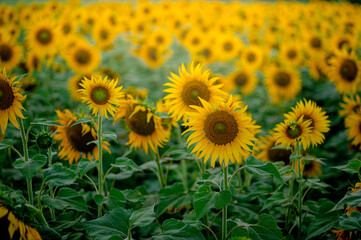 Obraz premium Wide photo of many sunflowers fully bloomed in the agriculture field. Selective focus used.