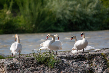 Swan on the Isar in summer during the flood in Munich