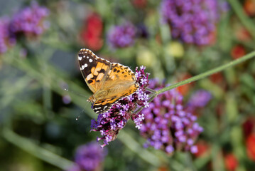 Painted Lady (Vanessa Cardui) Butterfly perched on purple flower in Zurich, Switzerland