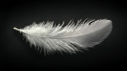 Obraz premium Single White Feather Against Dark Background