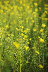 A field with yellow raps flowers in Germany 