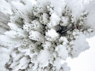 close-up of snow covered pine tree branches. pine tree. winter aesthetic. winter landscape. winter atmosphere. winter background. snowy background