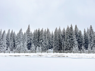 snowy winter landscape with frozen lake on pine forest background. winter snowy pine tree forest. winter background