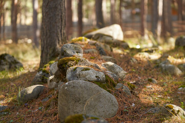 Picturesque mountain landscape. Coniferous forest with stone scatter covered with mosses and fallen needles on the ground surface. Shooting from the lower angle.
